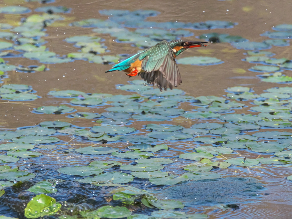 浮上 472（嫁候補脱落？娘？）