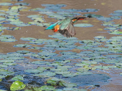 浮上 472（嫁候補脱落？娘？）