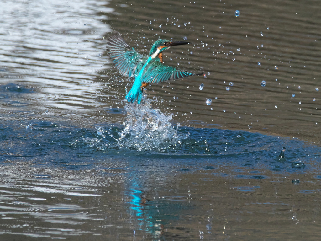 浮上 420-1（父親）