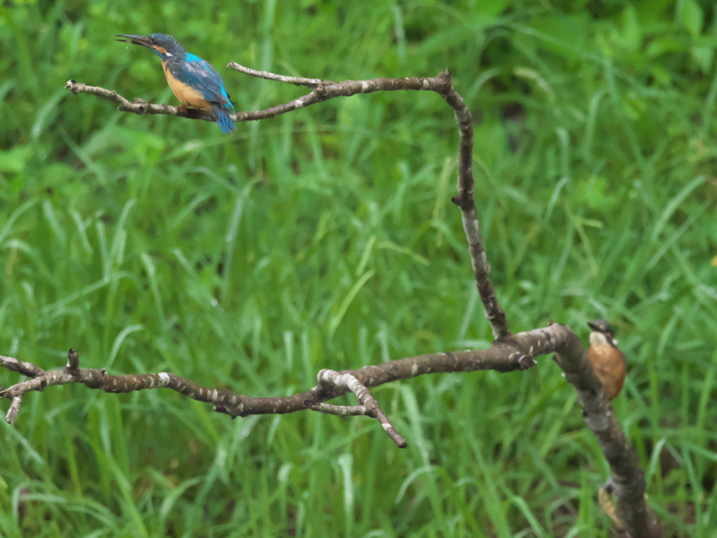 親子 3（あっ お父ちゃんだ！）