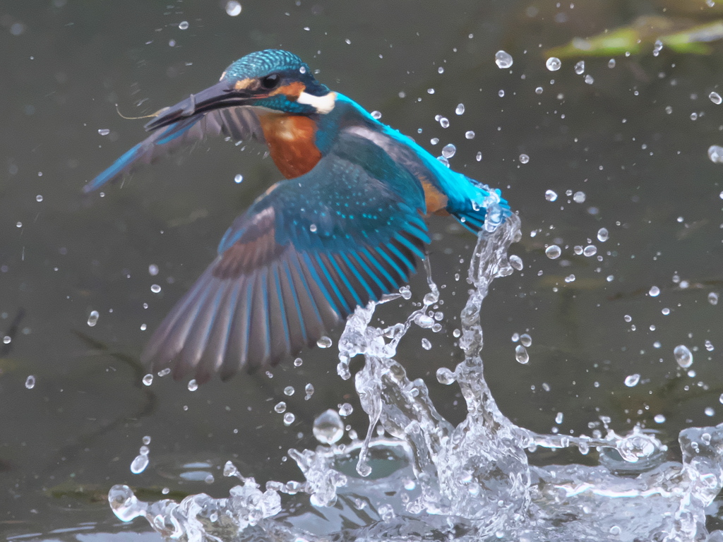 浮上 236-1（父親）