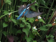 お魚二匹採れたよ 1