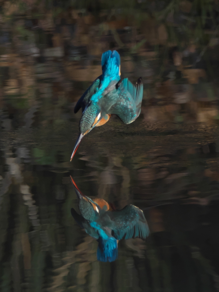 ダイブ 9（嫁候補）