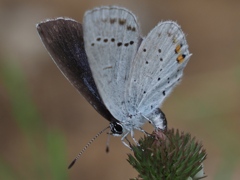カワセミ待ちの虫撮り 4