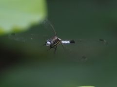 カワセミ見つからずに虫撮り 2