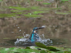 浮上 107（父親）