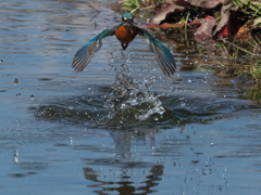 飛び込みシーケンス 31-3（父親）