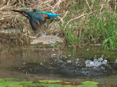 浮上 150（嫁候補）