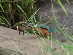 ザリガニ獲れたよ 6（黒い若雄）