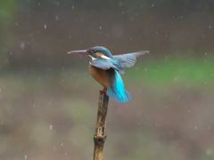 止り木 55（嫁候補 秋雨）