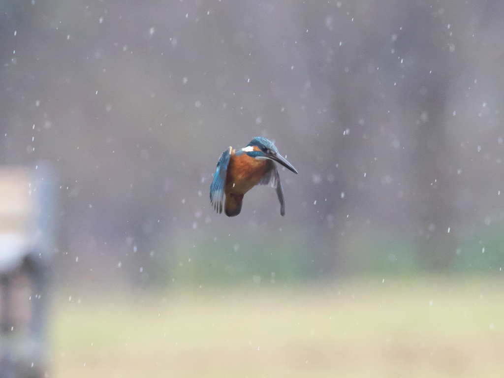 ホバ 38-1（父親 雨）