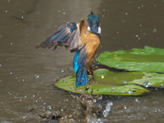 エビ獲れたよ 22-1（父親）