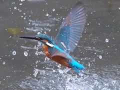 浮上 245-1（父親）