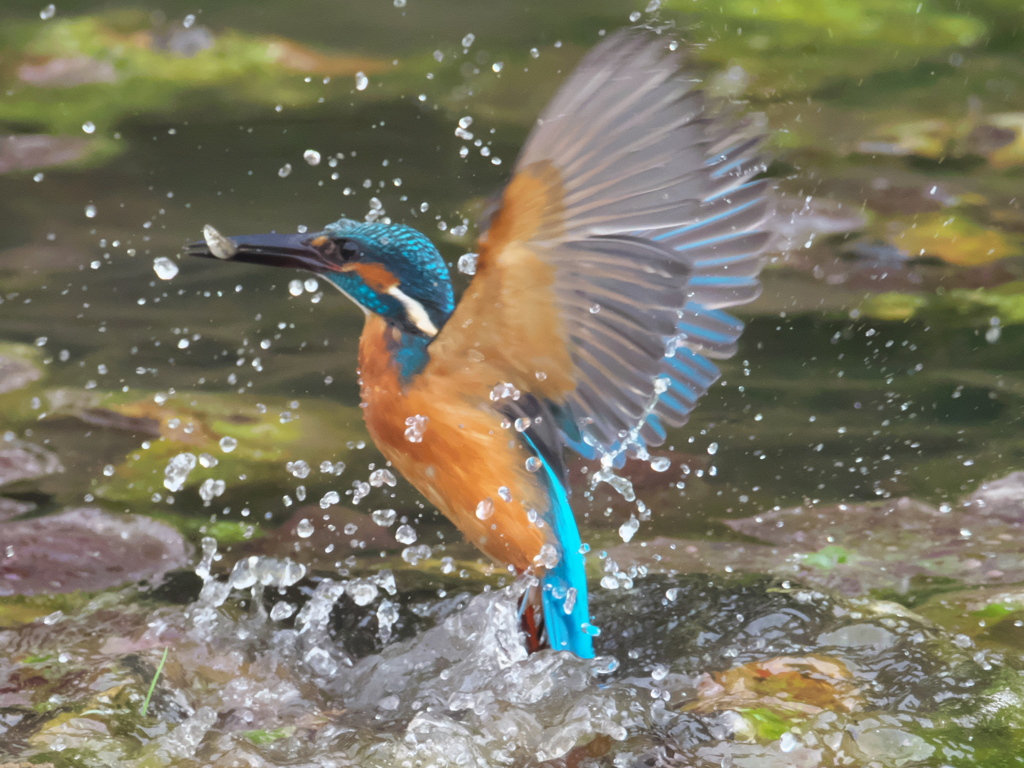 浮上 165（父親）