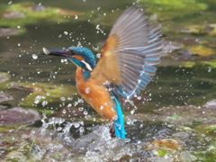 浮上 165（父親）