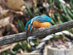 止り木 182-1（父親）