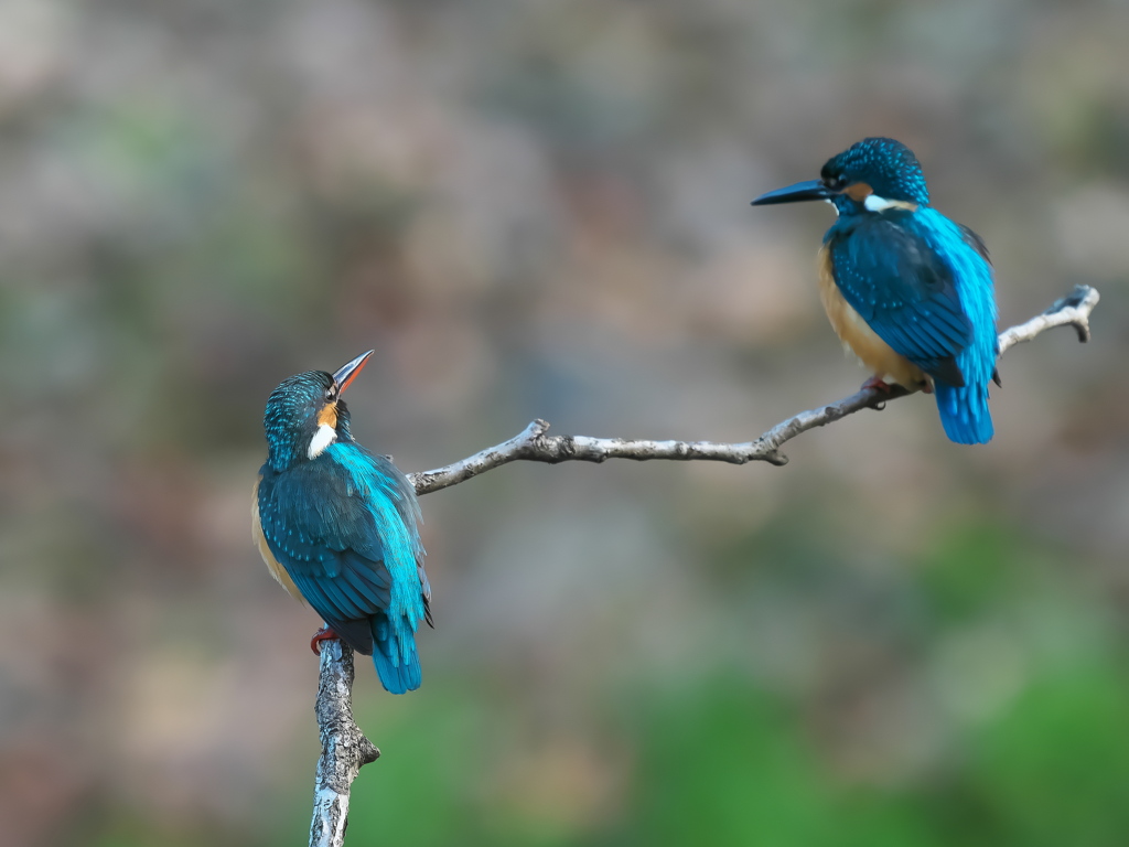 止り木 344（雄と雌）