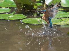 飛び込みシーケンス 12-5（父親）
