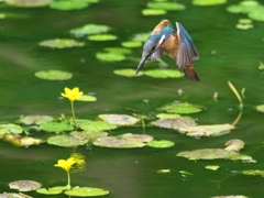 ロックオン 17-1