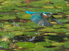 浮上 130-3（父親）