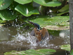 飛び込みシーケンス 11-3（父親）