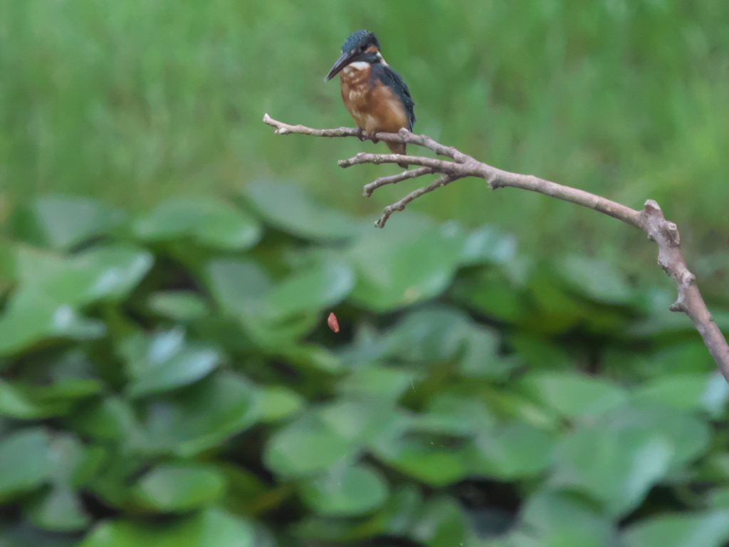 ペリット吐き出し 4-3