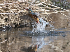 浮上 429-2（嫁候補）