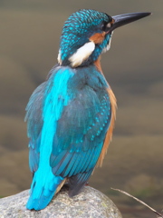 石の上 3（父親 モアレ）