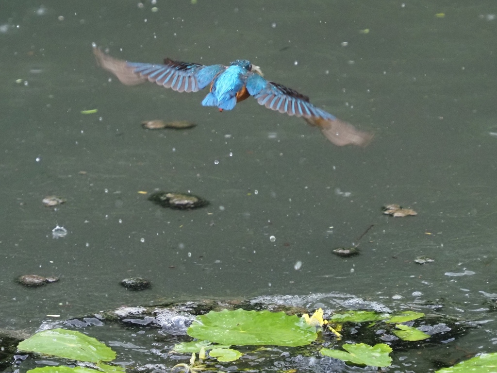 お魚採れたよ３