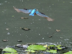 お魚採れたよ３