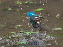 浮上 1411-1（泥が多い場所）