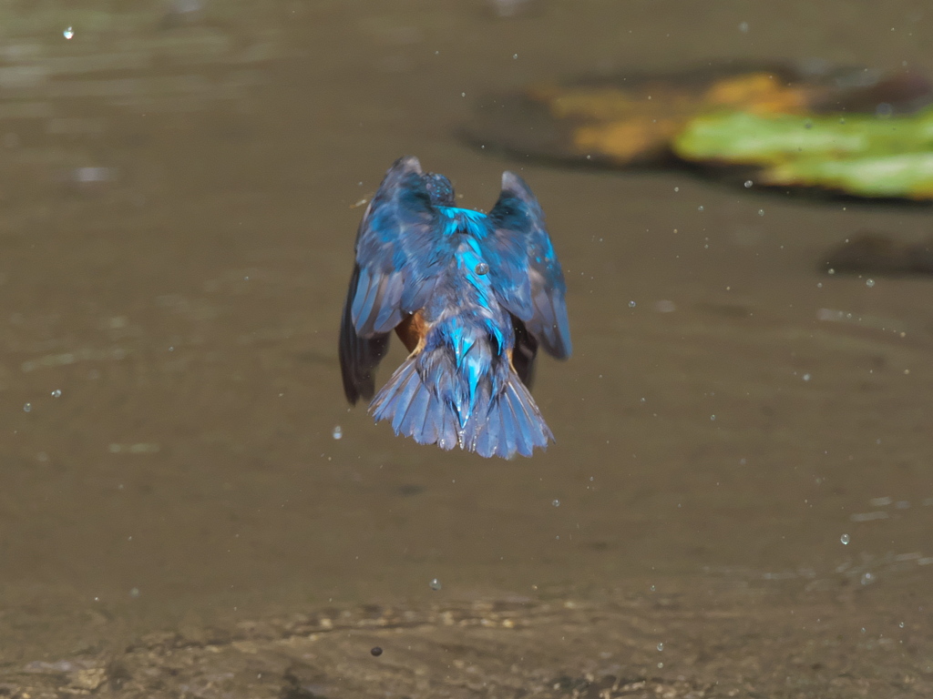 浮上 50-3（父親）