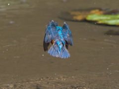 浮上 50-3（父親）