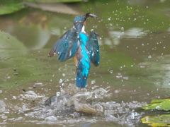 浮上 60-3（父親 エビ獲れたよ）