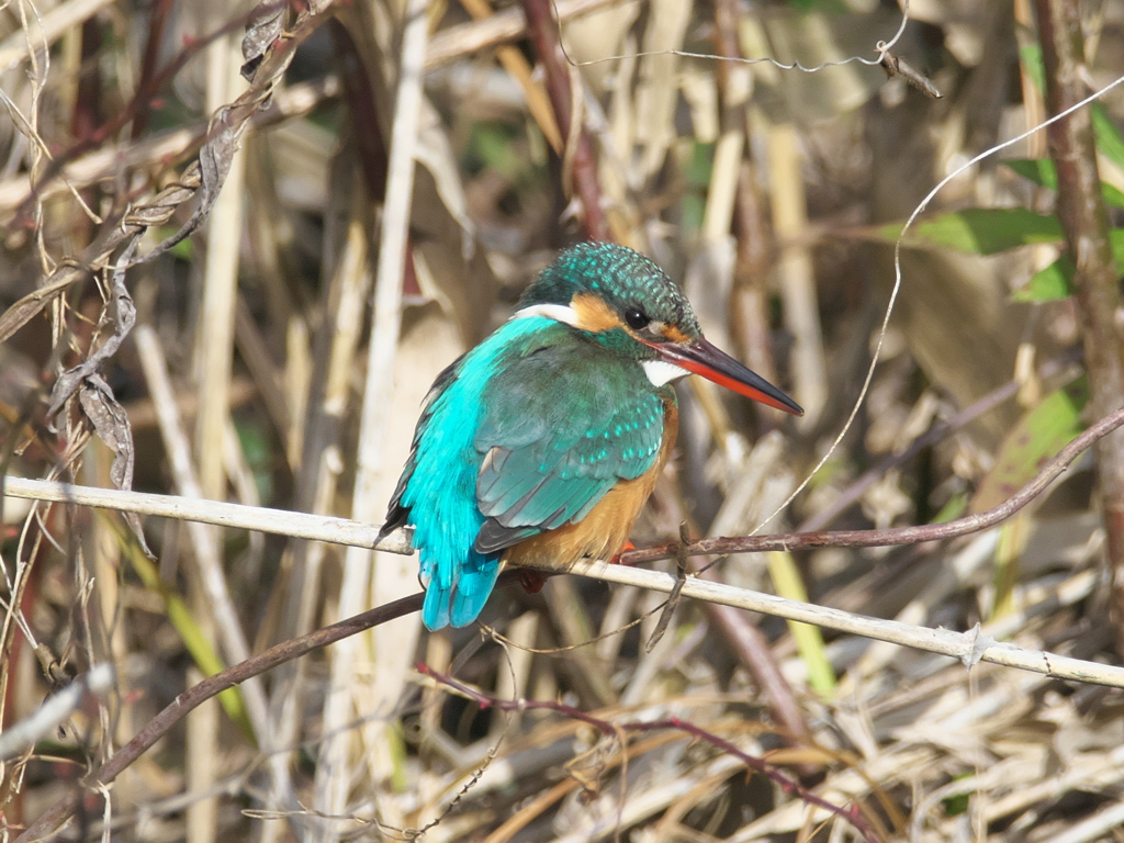 止り木 123（隣の池 メス）