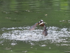 お魚採れたよ 9-3