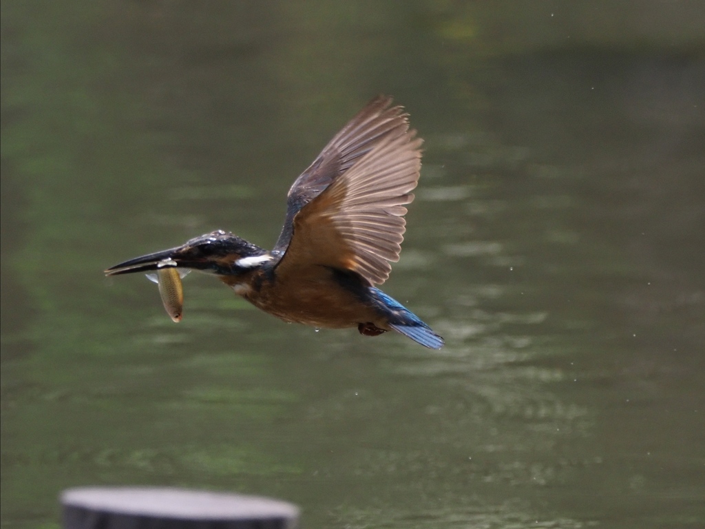 お魚採れたよ 13-3