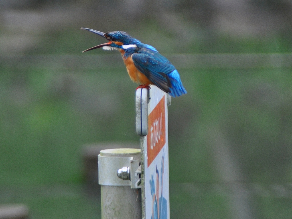 あぶない！と叫んでいるのかな？