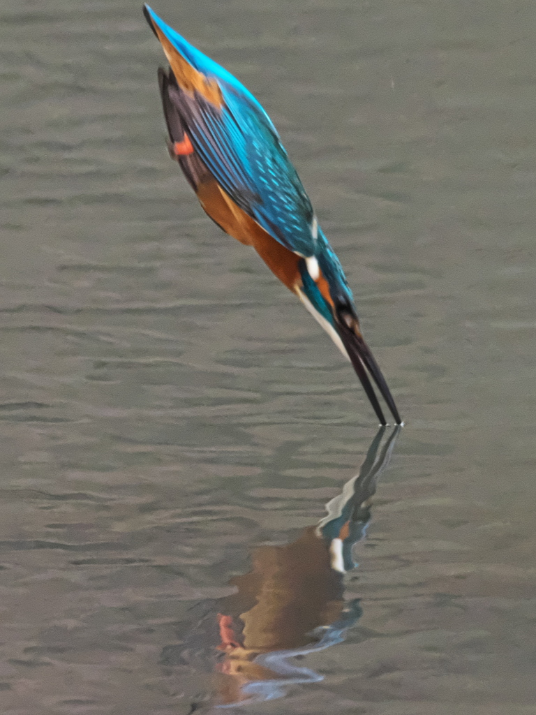 ダイブ 13（父親）