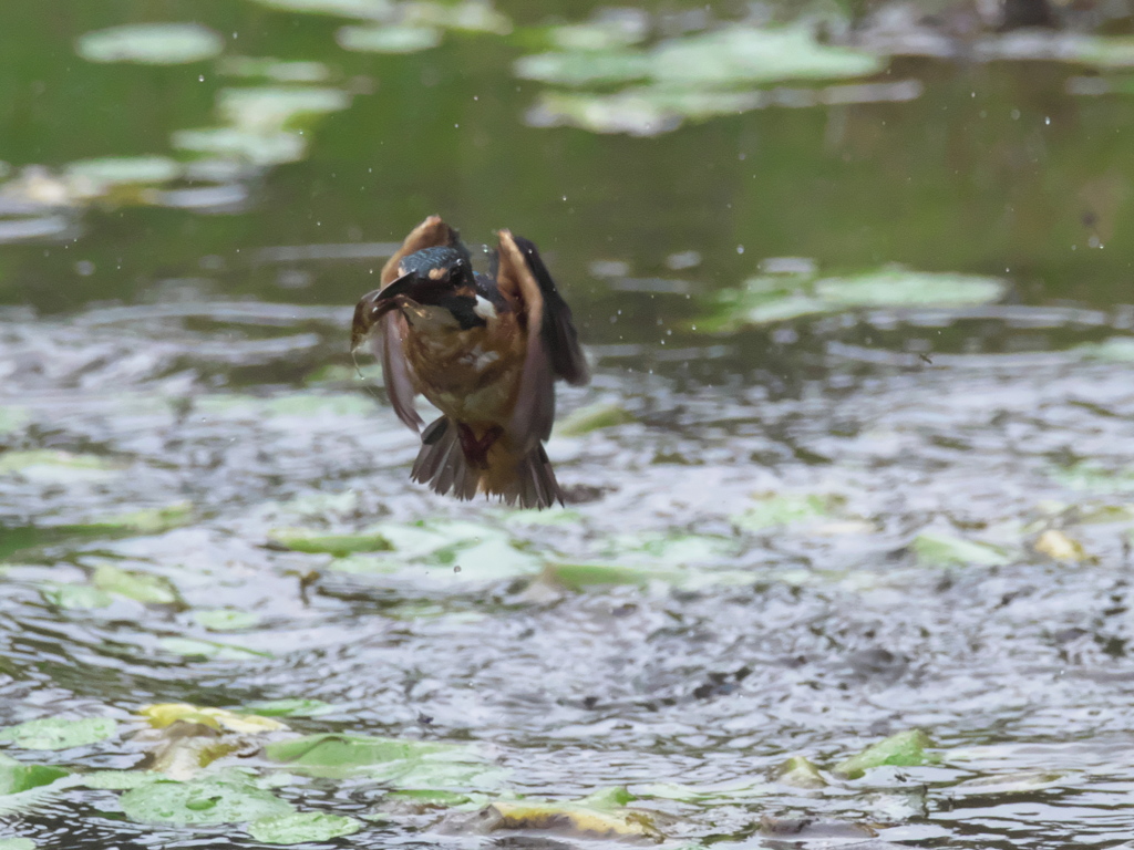 エビ獲れたよ 23-2（父親）