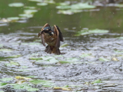 エビ獲れたよ 23-2（父親）