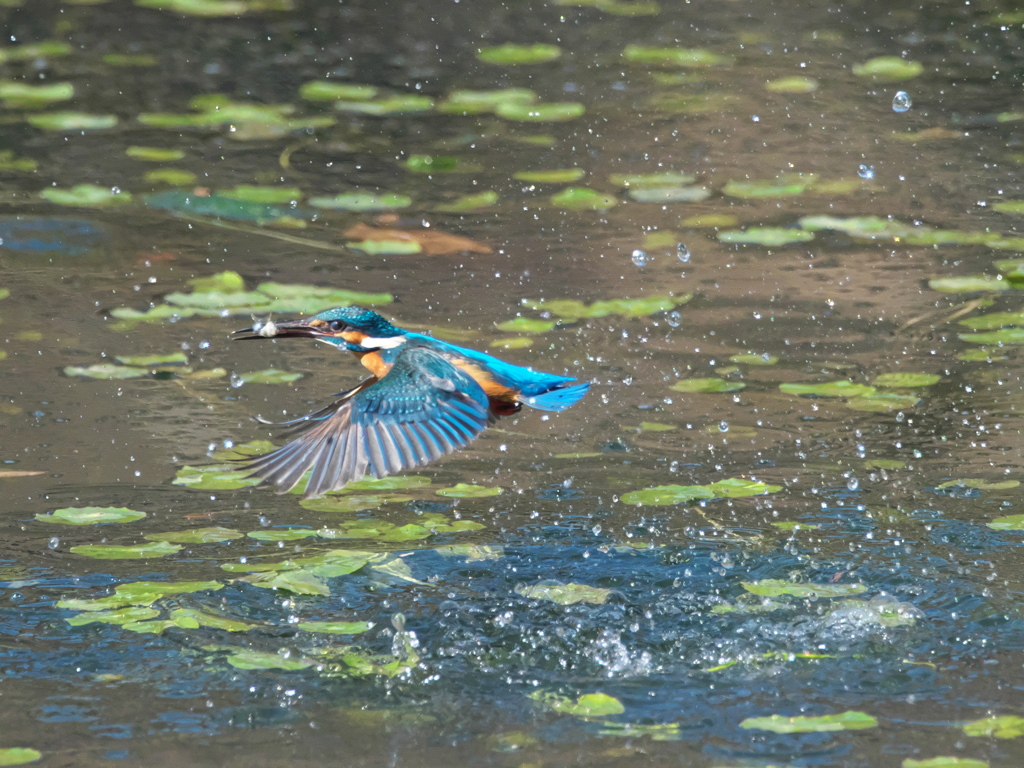 浮上 458-1（父親）
