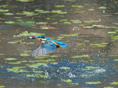 浮上 458-1（父親）