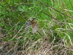 逃げる 1（雛子）