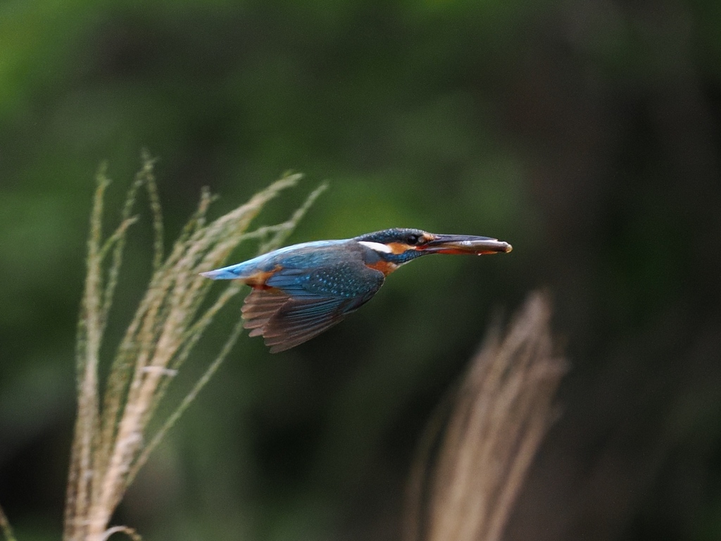 お持ち帰り 31-2