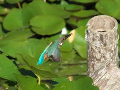 浮上 76-4（嫁候補？）