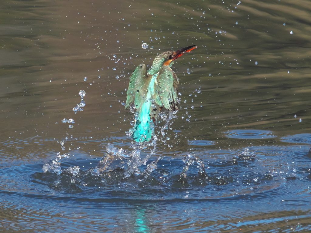 浮上 300-1（嫁候補）