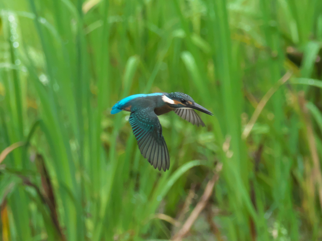 ザリガニ獲れたよ 9-1（子）