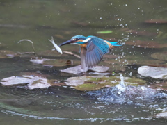 浮上 470-2（父親）