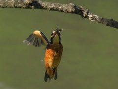 エビ獲れたよ 32-1（父親）